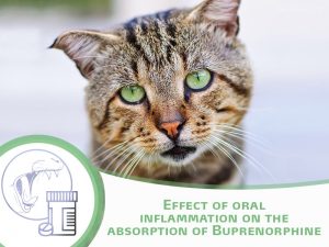 Effect of oral inflammation on the absorption of Buprenorphine