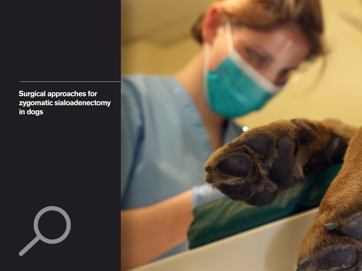 Surgical approaches for zygomatic sialoadenectomy in dogs | Improve ...